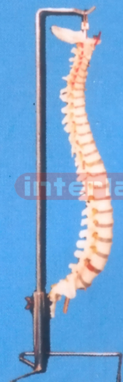 BIG RIGID VERTEBRAL COLUMN WITH HANGING LUXURY STAND.